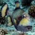 triggerfish_titan_ndo_h_0188_pal1007.jpg